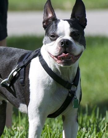Dog Park Area at Waterstone Landing, Perrysburg, OH, 43551